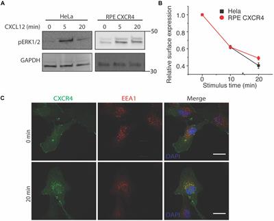 Clathrin Heavy Chain Knockdown Impacts CXCR4 Signaling and Post-translational Modification